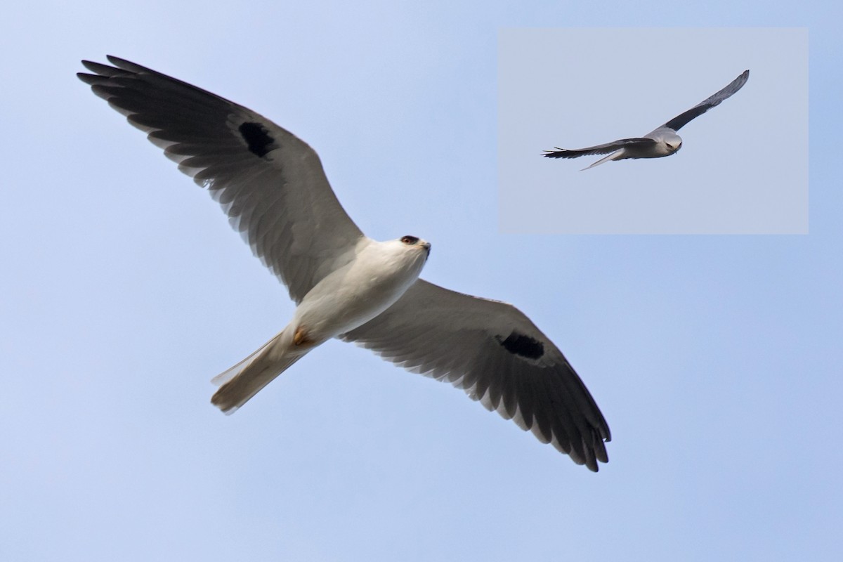 White-tailed Kite - Edward Plumer