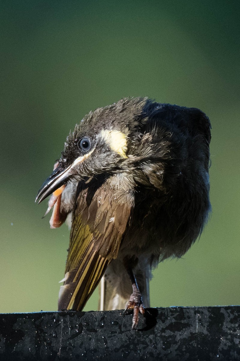 Lewin's Honeyeater - ML79615741