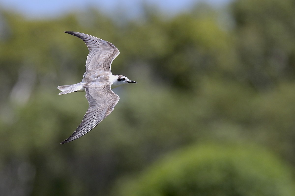 White-winged Tern - Chris Barnes