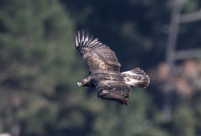 Third-year in winter - Golden Eagle - 