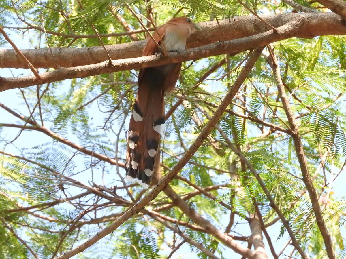Squirrel Cuckoo - Isain Contreras