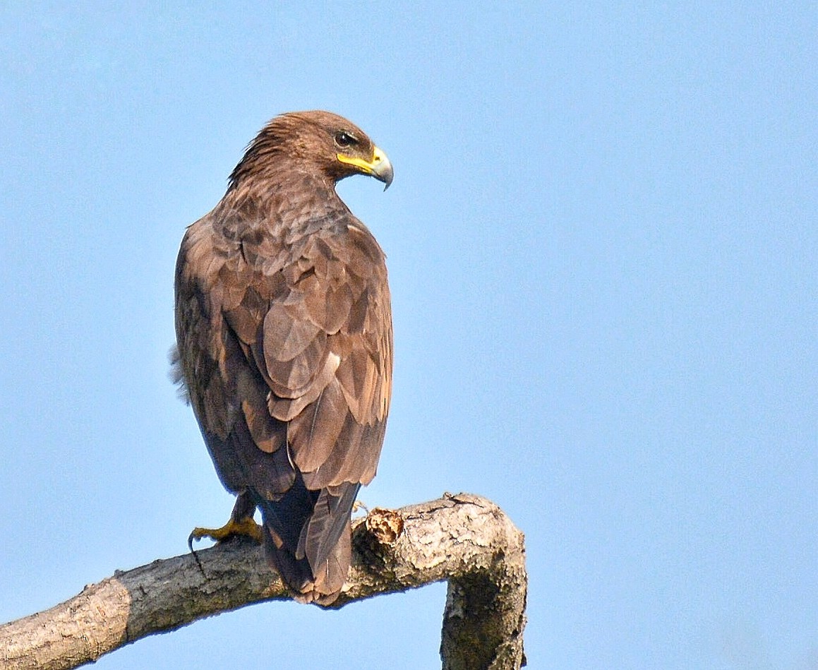 Greater Spotted Eagle - Renuka Vijayaraghavan