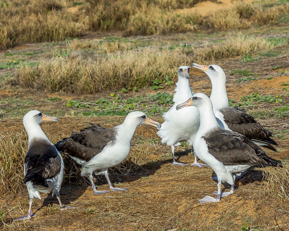 Laysan Albatross - Jim Merritt