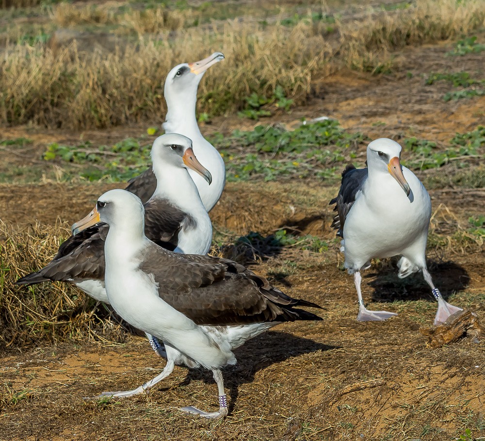Laysan Albatross - Jim Merritt