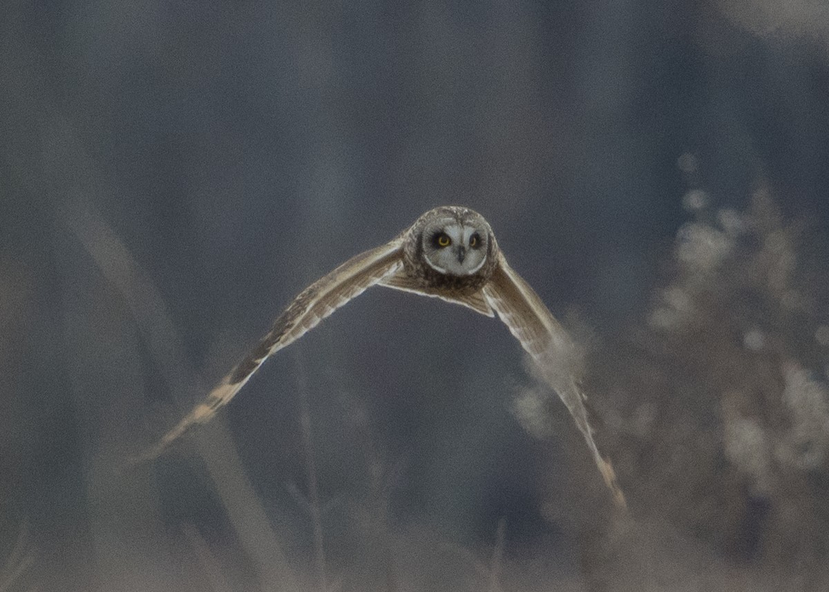 Short-eared Owl (Northern) - ML79621261