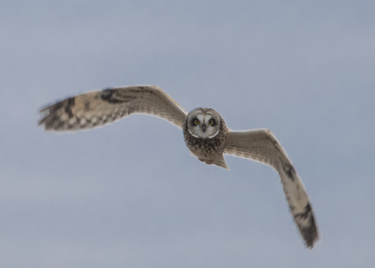 Short-eared Owl (Northern) - ML79621271