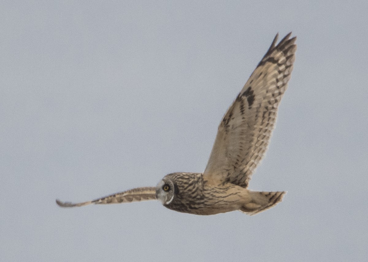 Short-eared Owl (Northern) - ML79621321