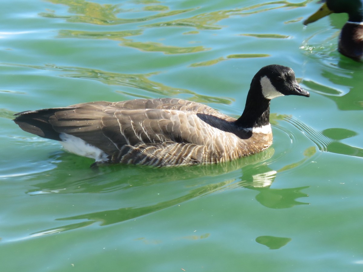 Cackling Goose (Aleutian) - ML79628051