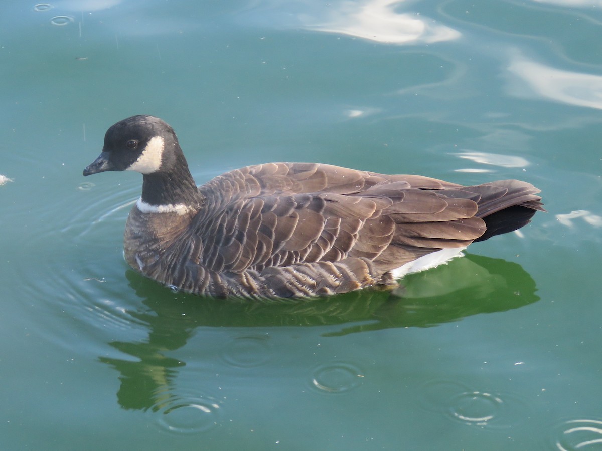 Cackling Goose (Aleutian) - ML79628071