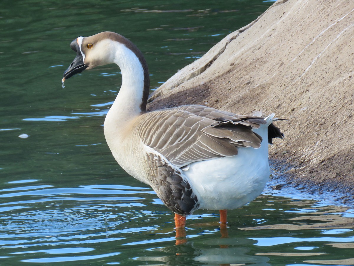 Swan Goose (Domestic type) - ML79628111