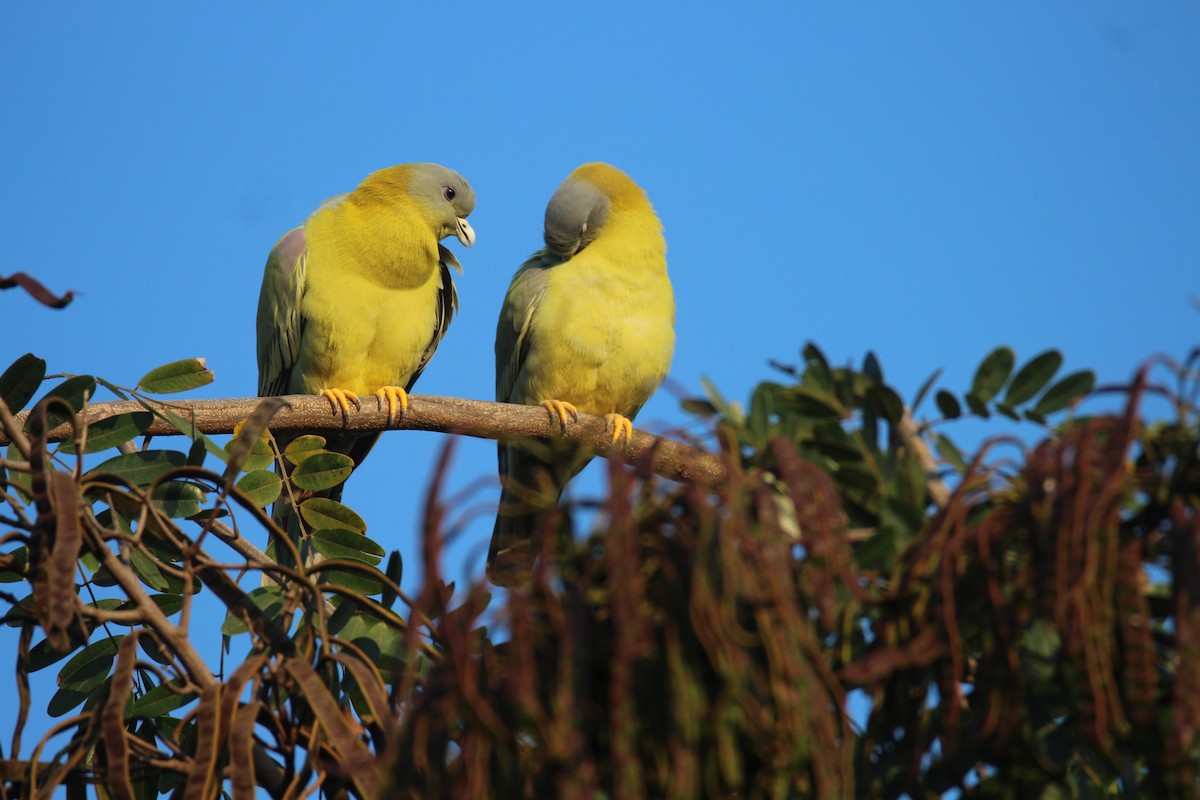 Yellow-footed Green-Pigeon - Praveen  Kumar
