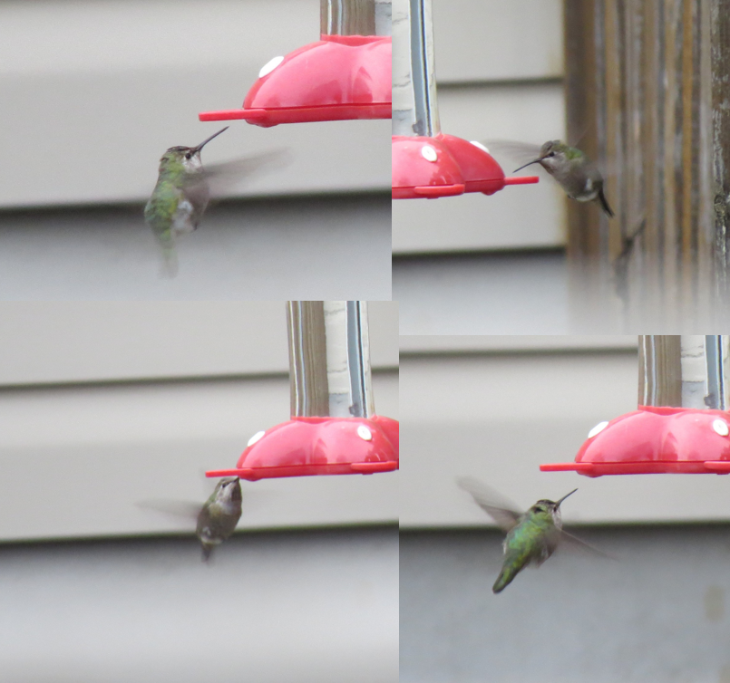 Anna's Hummingbird - ML79631211