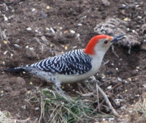 Red-bellied Woodpecker - Matt Witt