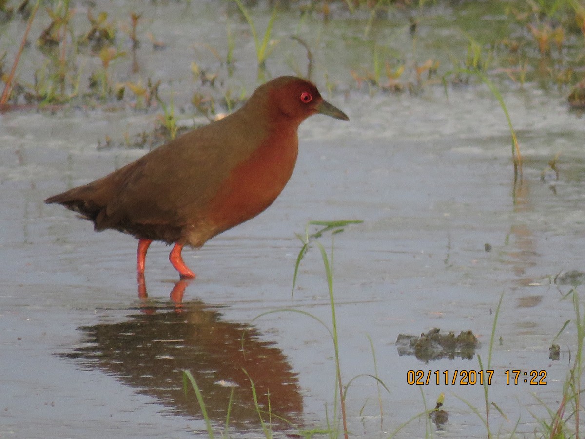 Ruddy-breasted Crake - You-Cheng  Chen