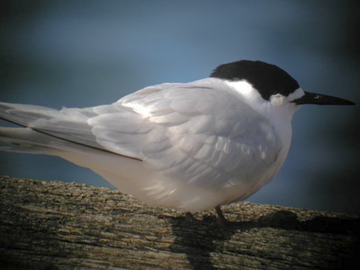 White-fronted Tern - Steve Kelling