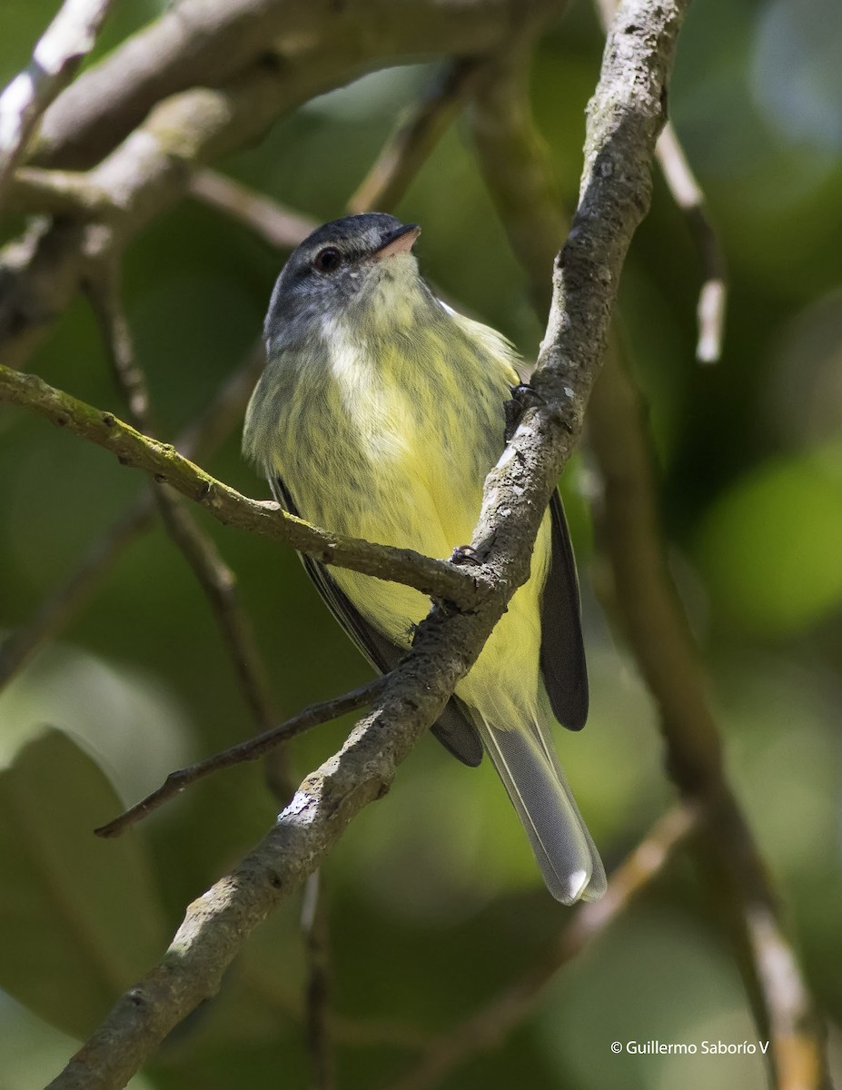 White-fronted Tyrannulet - ML79642481
