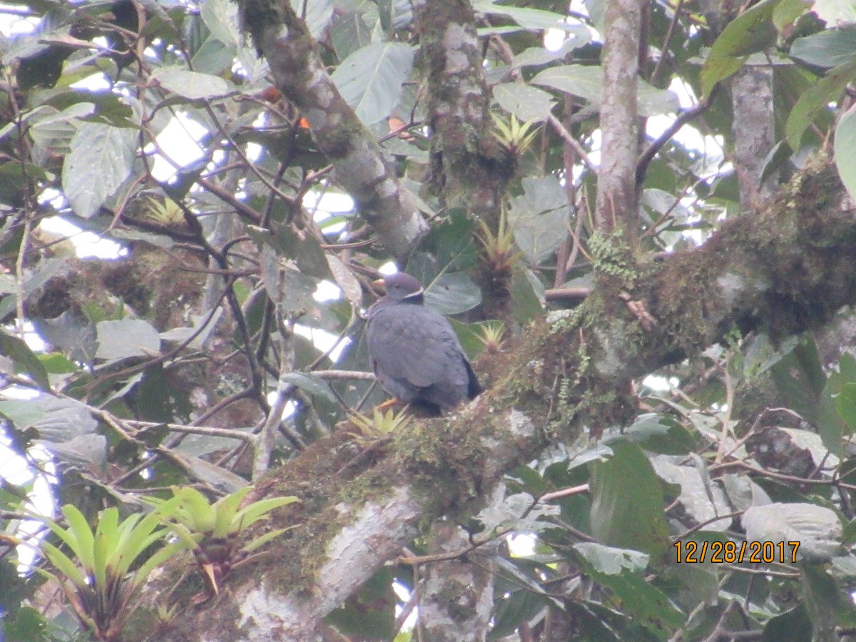 Band-tailed Pigeon - LEODAN ARCOS