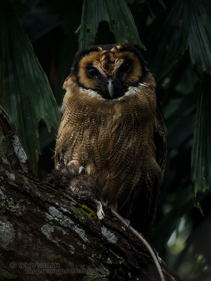 Brown Wood-Owl - Wich’yanan Limparungpatthanakij