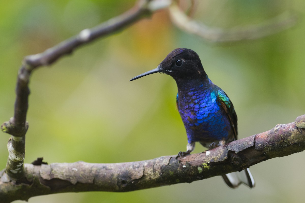kolibřík hyacintový - ML79645771