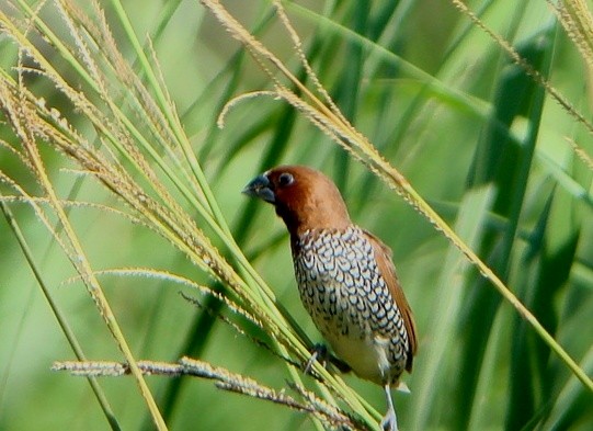 Scaly-breasted Munia - Keith McCullough