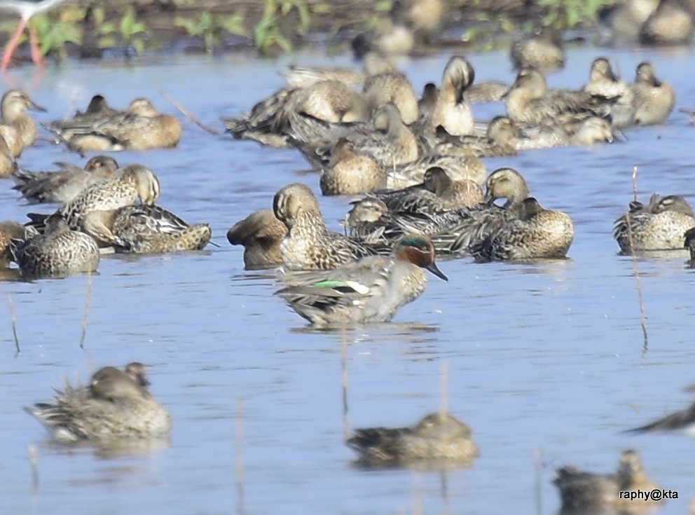 Green-winged Teal - Anonymous