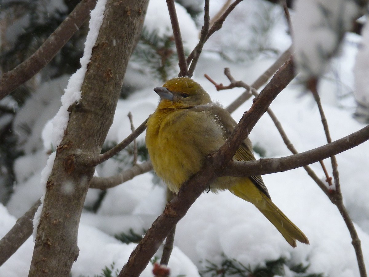 Hepatic Tanager - ML79650151