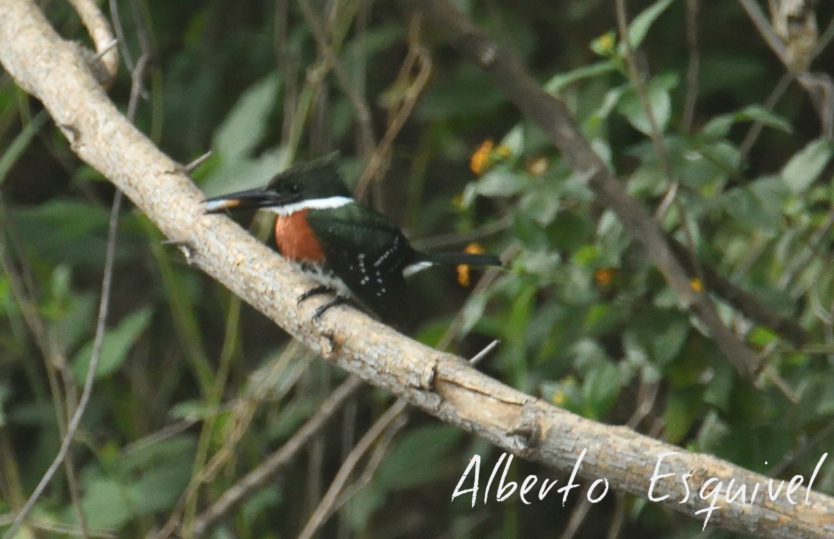 Green Kingfisher - Alberto Esquivel Wildlife PY