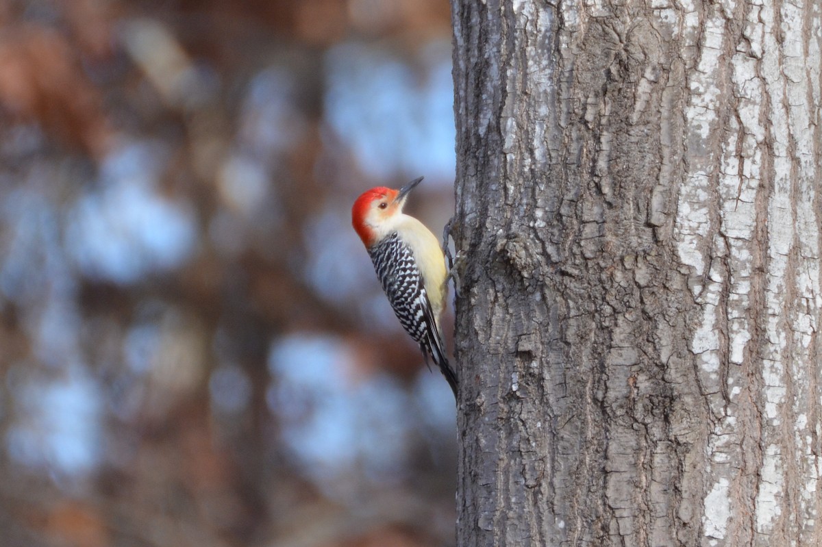Red-bellied Woodpecker - Michael Turso