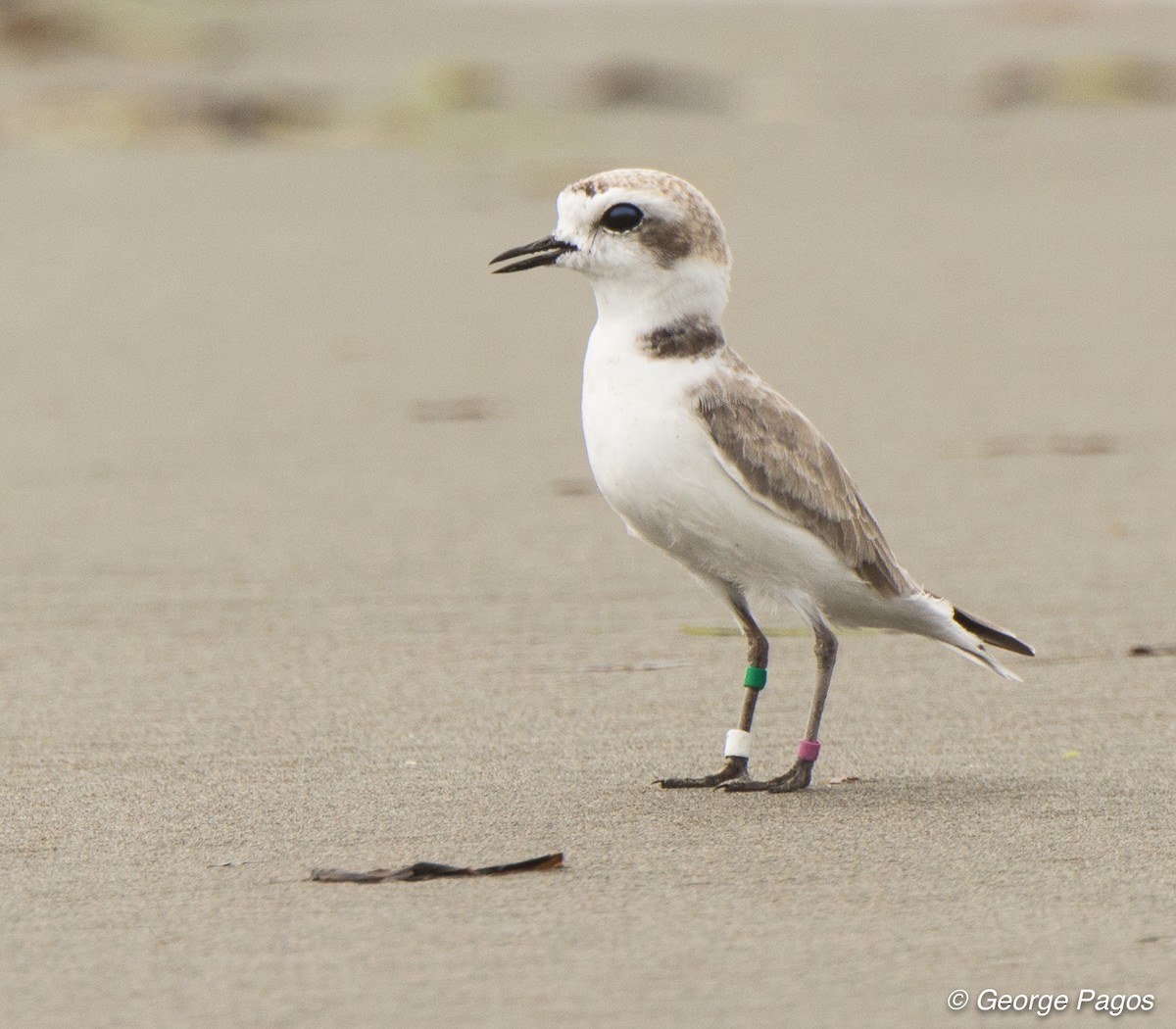 Snowy Plover - George Pagos