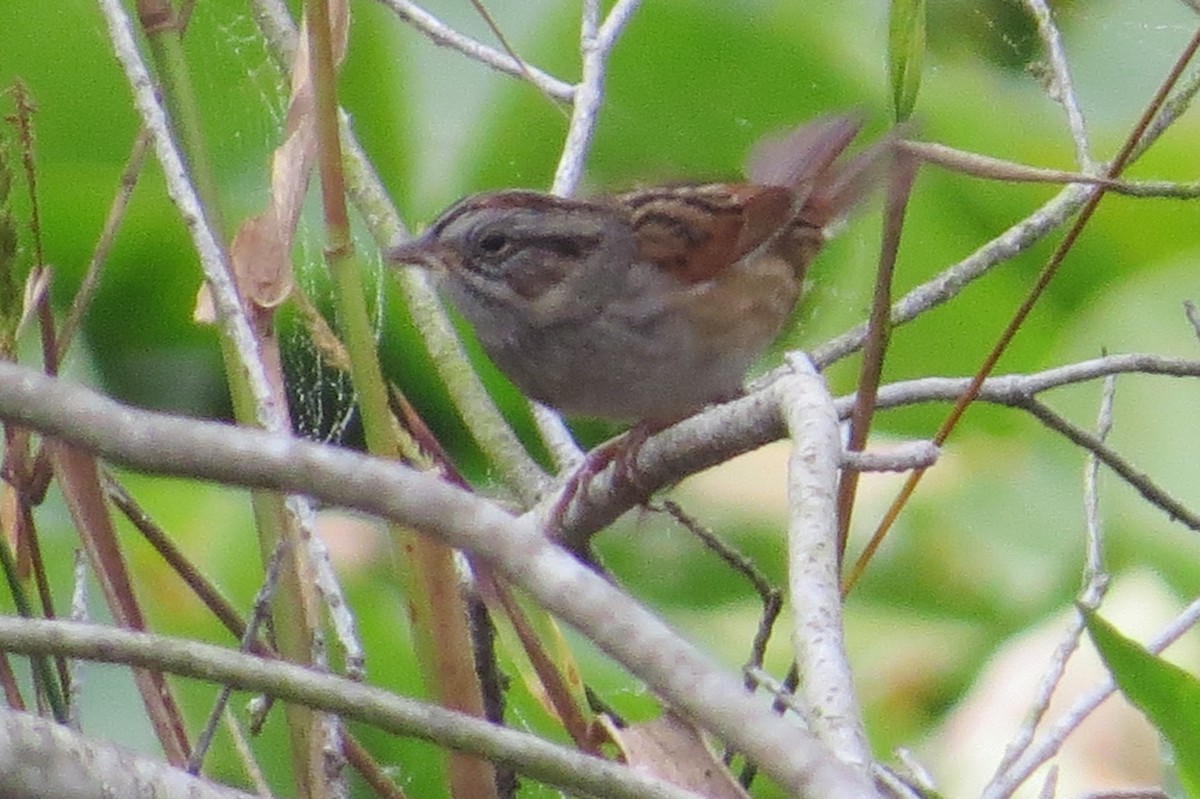 Swamp Sparrow - Tom Obrock