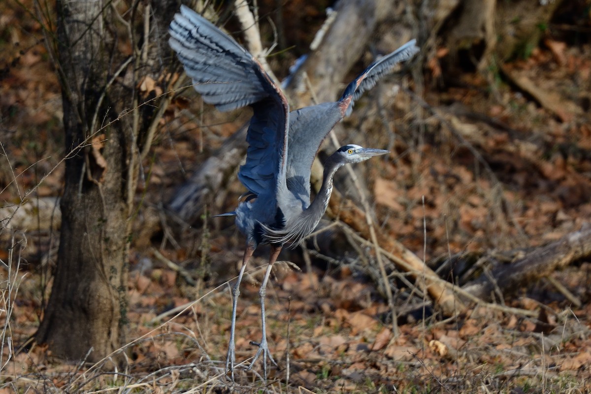 Great Blue Heron - Richard Gray