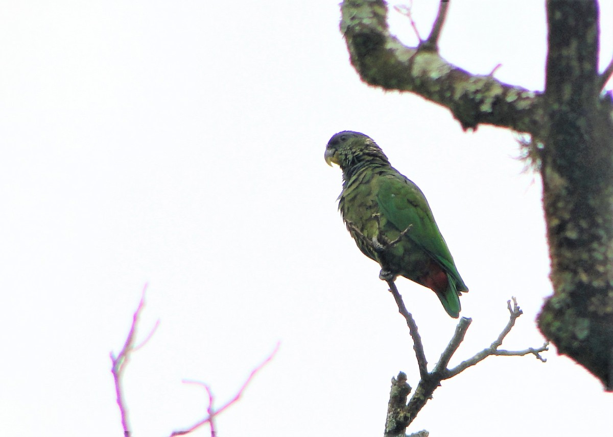 Scaly-headed Parrot - ML79669831