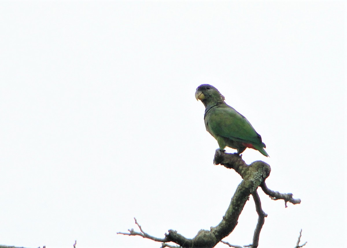 Папуга-червоногуз зеленощокий - ML79669841