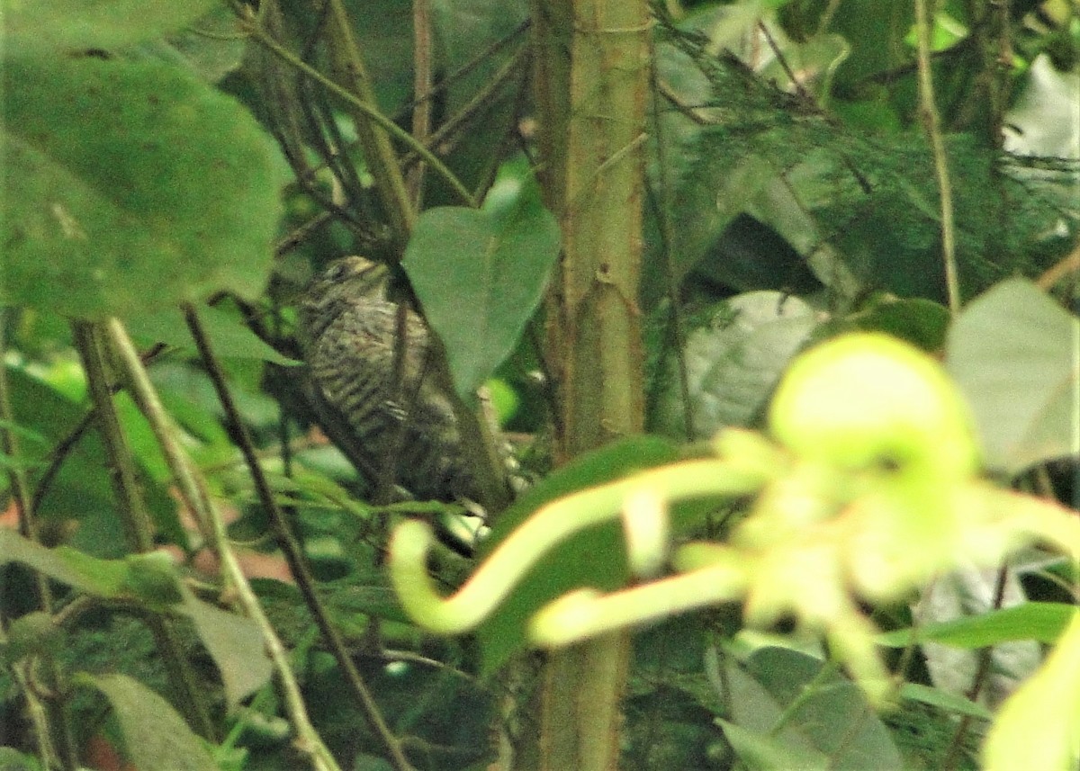 White-barred Piculet - ML79669851