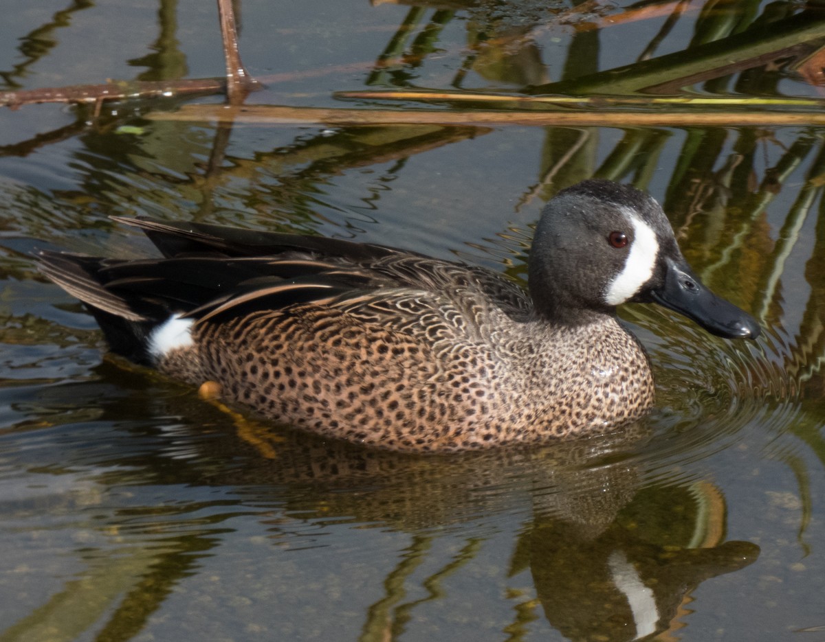 Blue-winged Teal - ML79671981