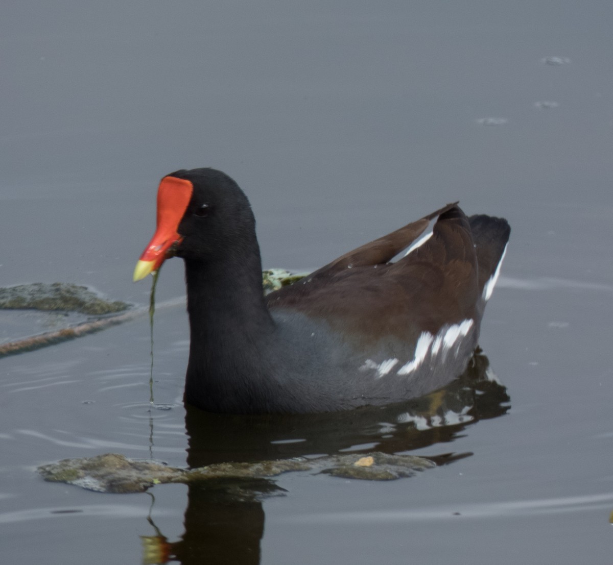 Common Gallinule - Kevin Palmer
