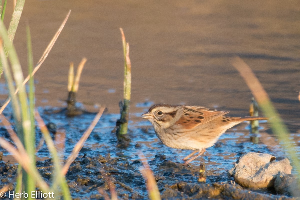 Swamp Sparrow - Herb Elliott