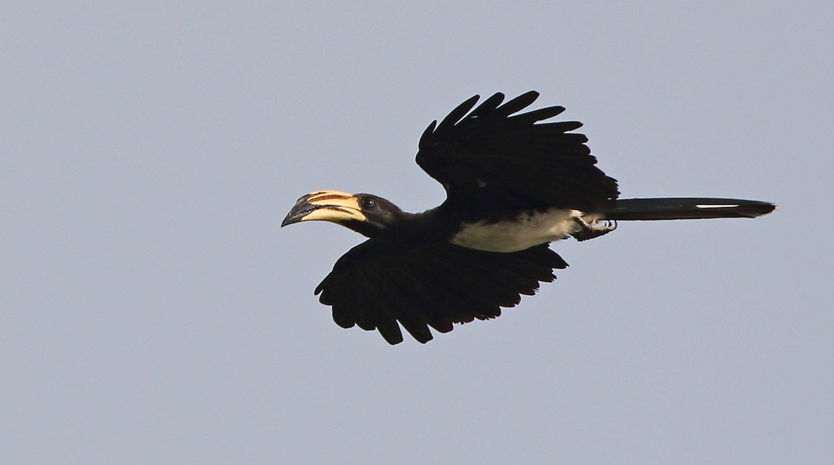 West African Pied Hornbill - ML79675241