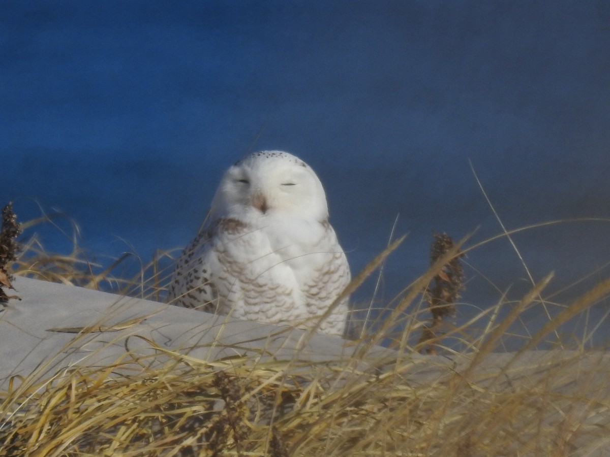 Snowy Owl - Steve & Josette Bonamo