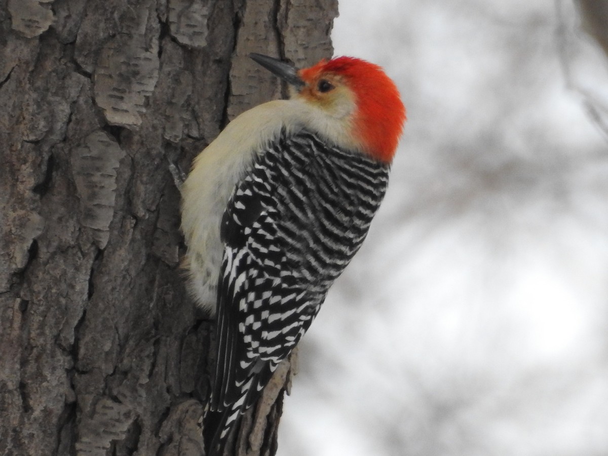 Red-bellied Woodpecker - Andrew Edwards