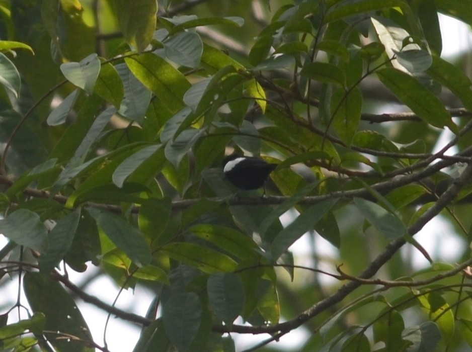 White-shouldered Tanager - ML79691091