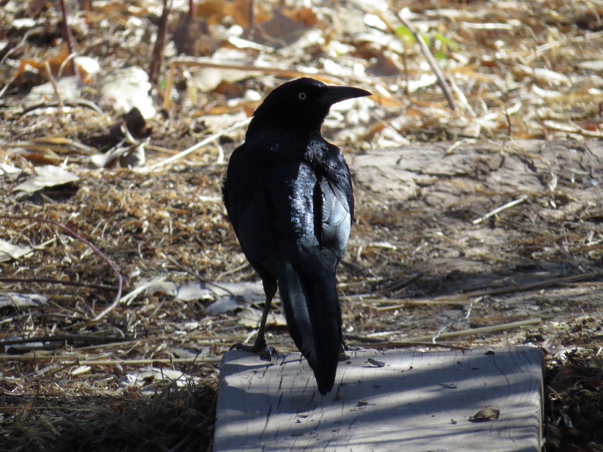 Great-tailed Grackle - ML79692811