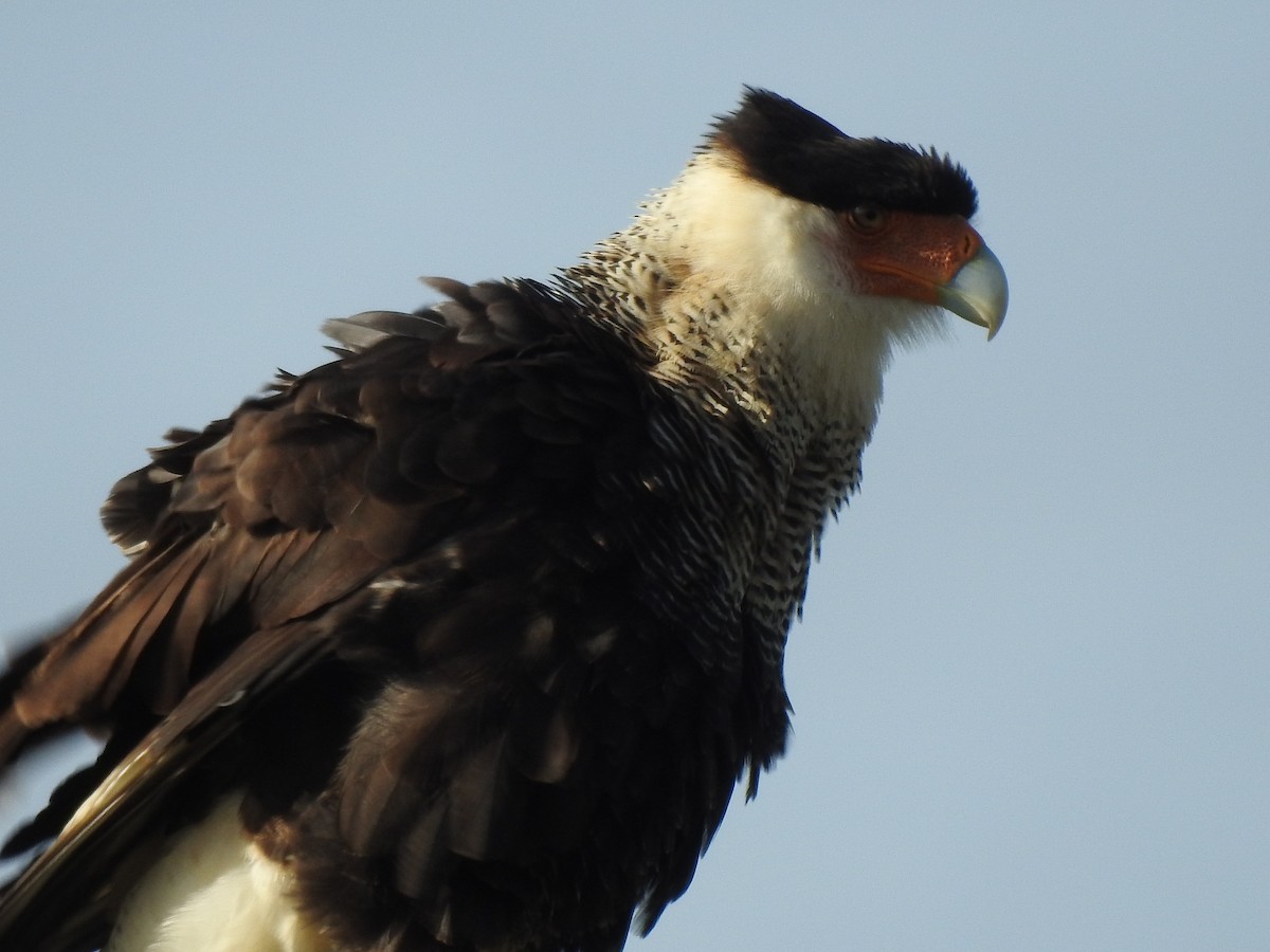 Crested Caracara (Northern) - Tony Ford