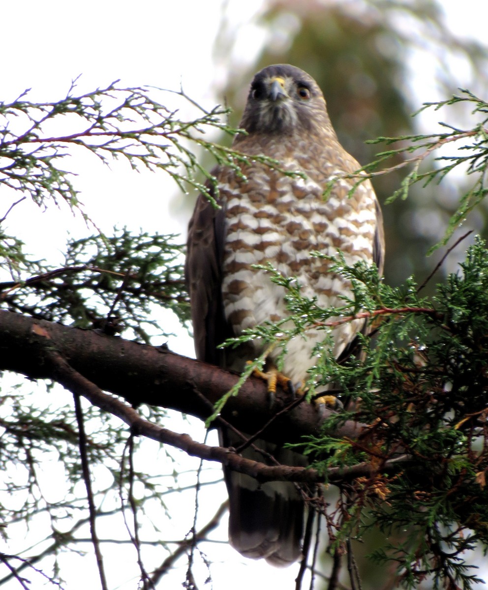 Broad-winged Hawk (Northern) - Edison🦉 Ocaña