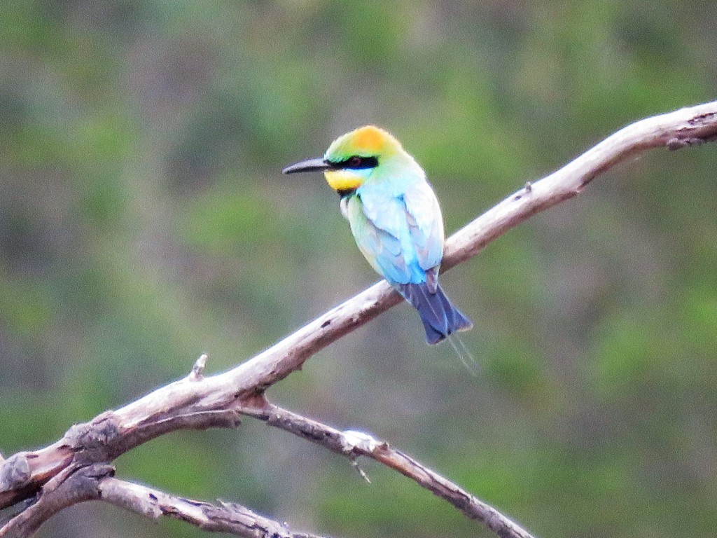 Rainbow Bee-eater - Linda Hayes