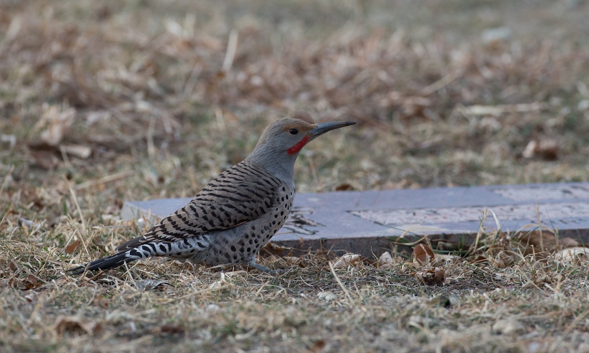 Northern Flicker (Red-shafted) - Chris Wood