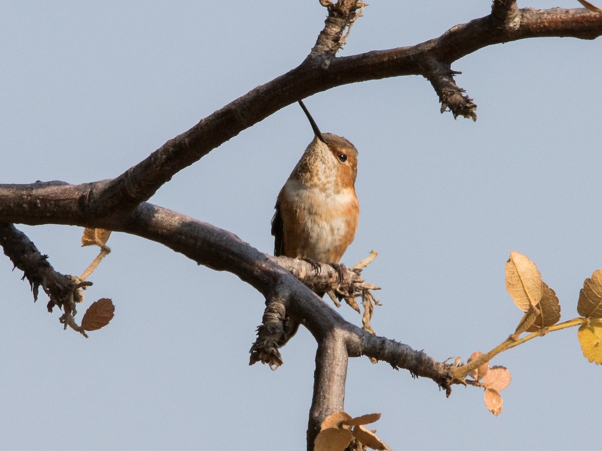 Rufous Hummingbird - ML79701671