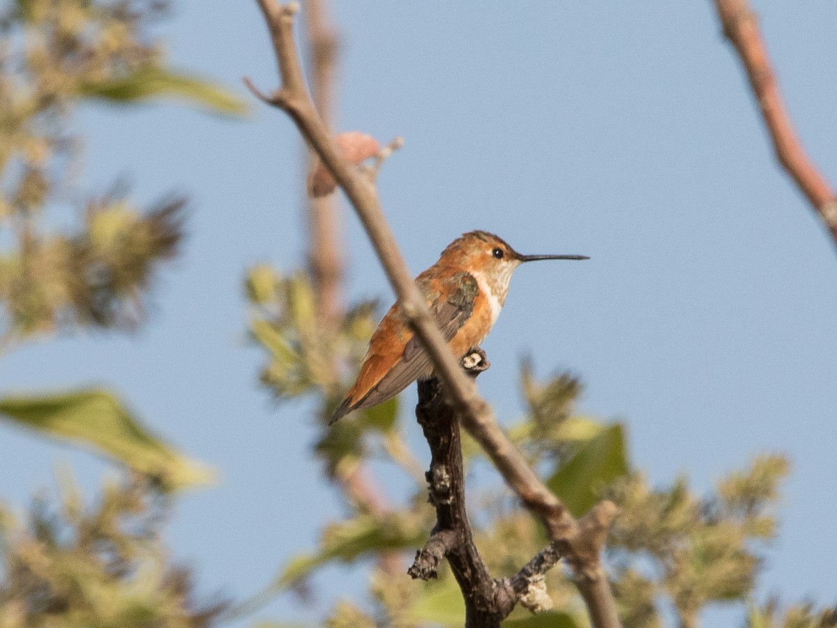 Rufous Hummingbird - Rafael Rodríguez Brito