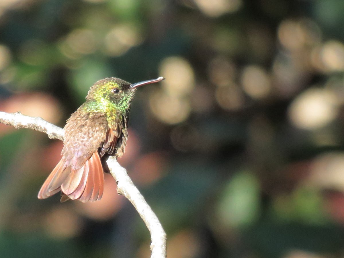 Berylline Hummingbird - Rafael Rodríguez Brito