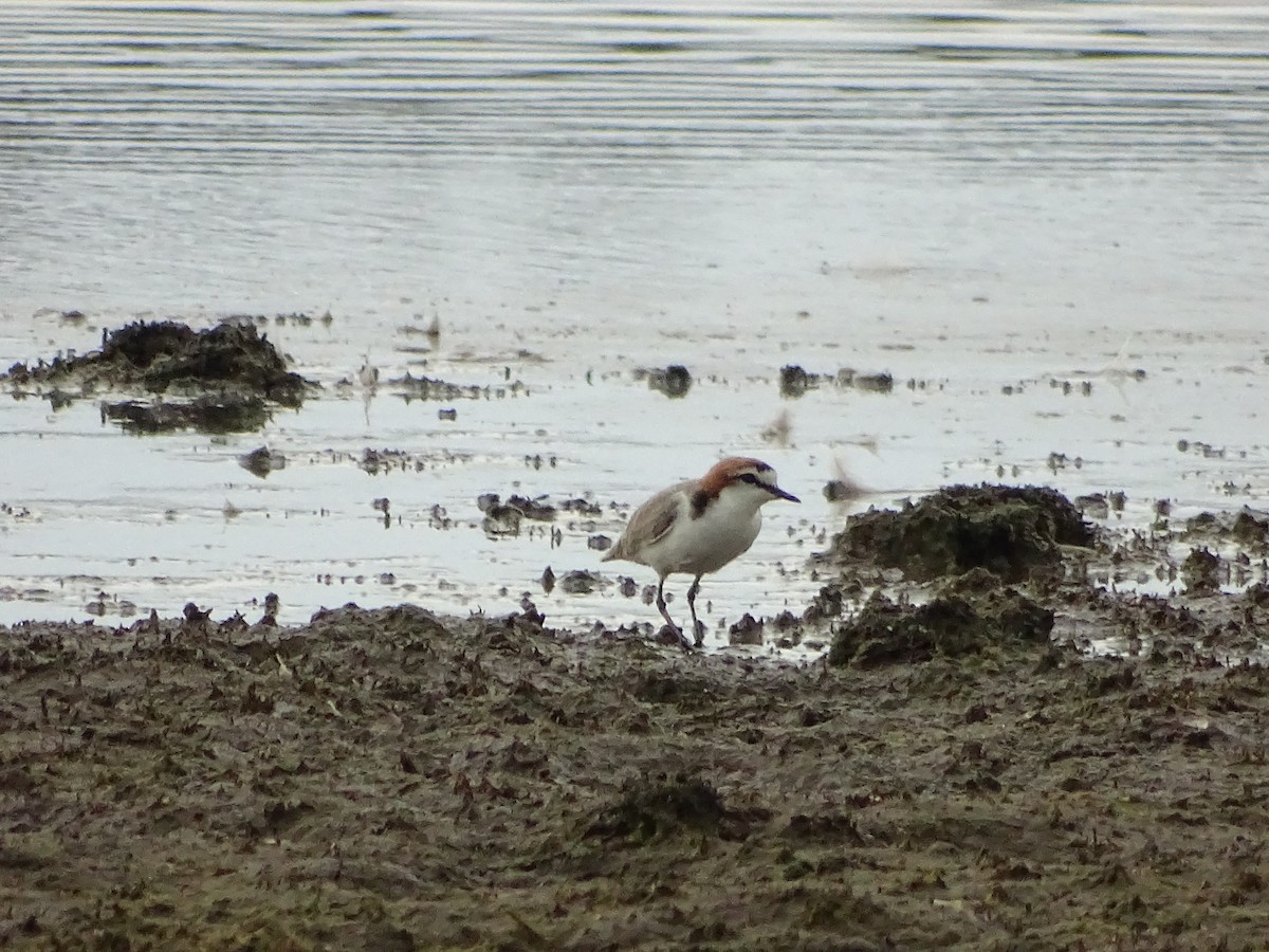 Red-capped Plover - ML79705861